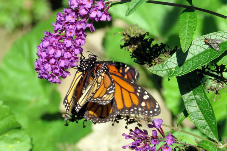 Zanzibar : visite d'une plantation d'épices, de la forêt de Jozani et du Butterfly CenterZanzibar : Visite d'une plantation d'épices, de la forêt de Jozani et du centre des pap
