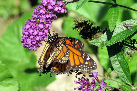 Zanzibar: Jozani Forest, Village & Butterfly Center