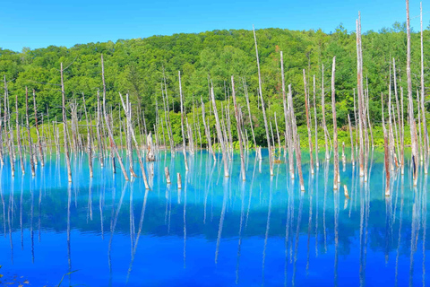 Furano & Biei Day Tour with Lavender Pillow-Making option Buffet Lunch included