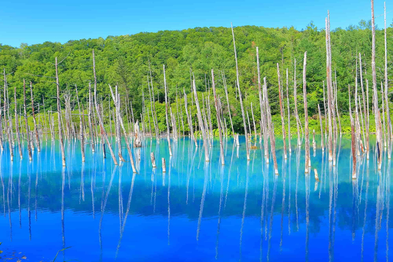 Furano & Biei Day Tour with Lavender Pillow-Making option Buffet Lunch included