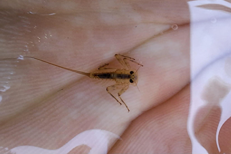 Bulgaria: Guided Fly Fishing Day Trip