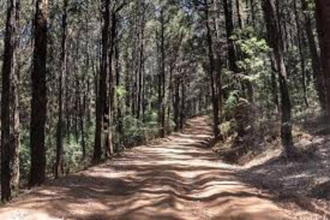 Addis Ababa: Menagesha Suba Forest Nature Escape