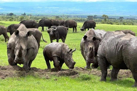 Visite d'une demi-journée du parc national de Nairobi et de la fabrique de perles Kazuri