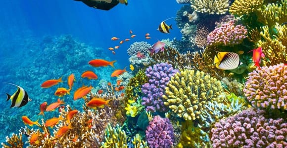 From Sharm to Dahab: Canyon, Snorkeling, Jeep, Camel.