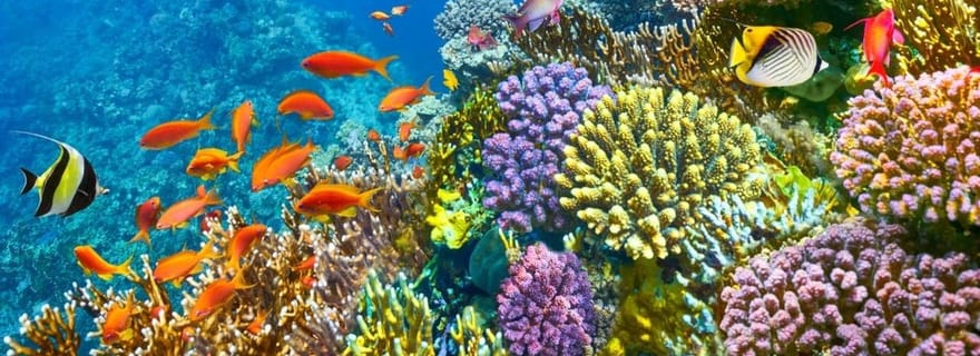 Charm el-Cheikh : expérience de plongée ou de snorkeling en mer Rouge