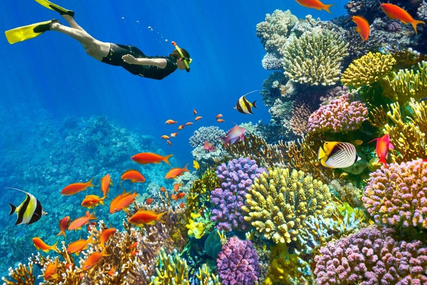 Charm el-Cheikh : expérience de plongée ou de snorkeling en mer Rouge