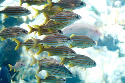 Tampa: The Florida Aquarium Skip-the-Line Entrance
