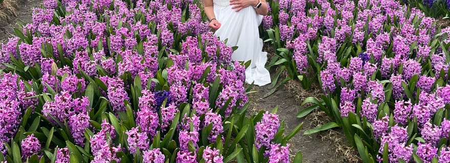 Lisse : Visite privée des champs de tulipes avec un guide régional 1h de visite