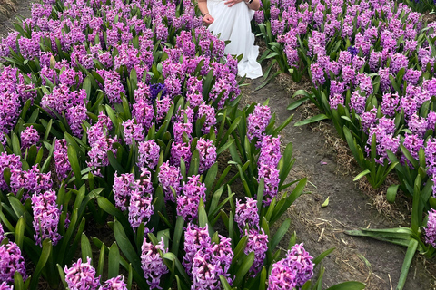 Lisse: Tour privato dei campi di tulipani con una guida locale 1h Tour