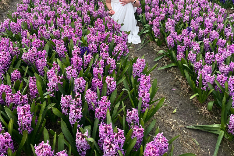 Lisse: Private Tulip Fields Tour with a Local Guide 1h Tour