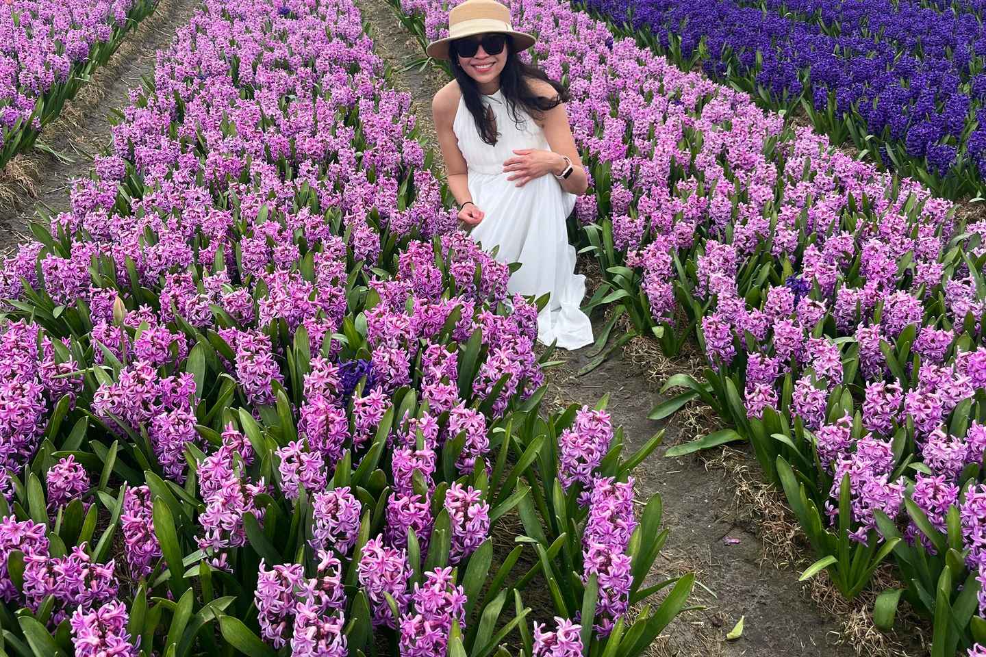 Lisse: Private Tulip Fields Tour with a Local Guide 1h Tour