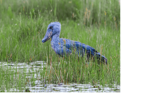 Mabamba Swamp Birding Tour with Shoebill Stork