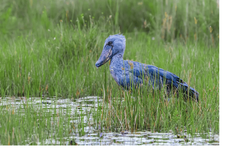 Mabamba Swamp Birding Tour with Shoebill Stork