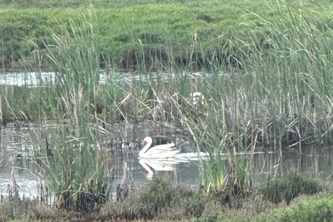 From Valparaiso: Private Mantagua Wetlands & Penguins Tour