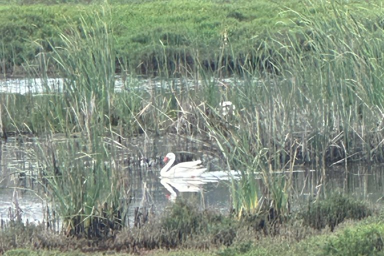 From Valparaiso: Private Mantagua Wetlands & Penguins Tour