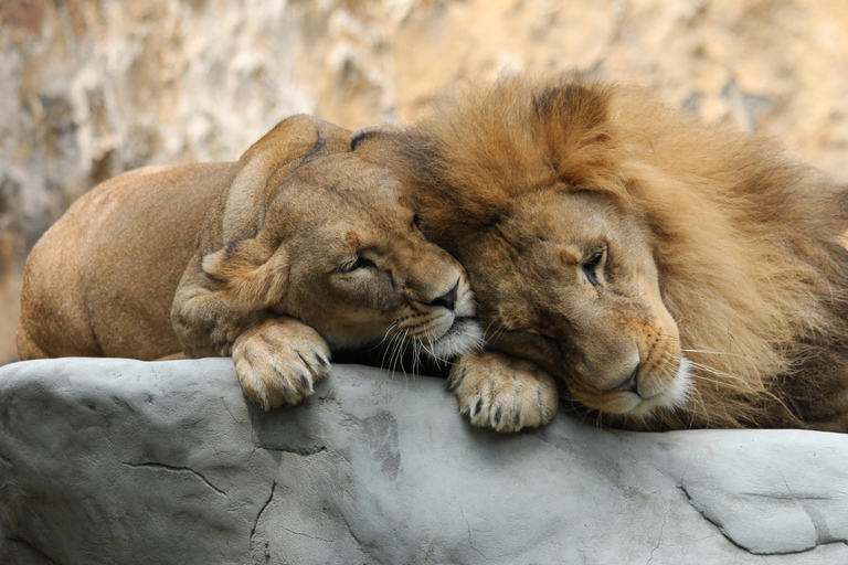 Billet d'accès au zoo de Cali