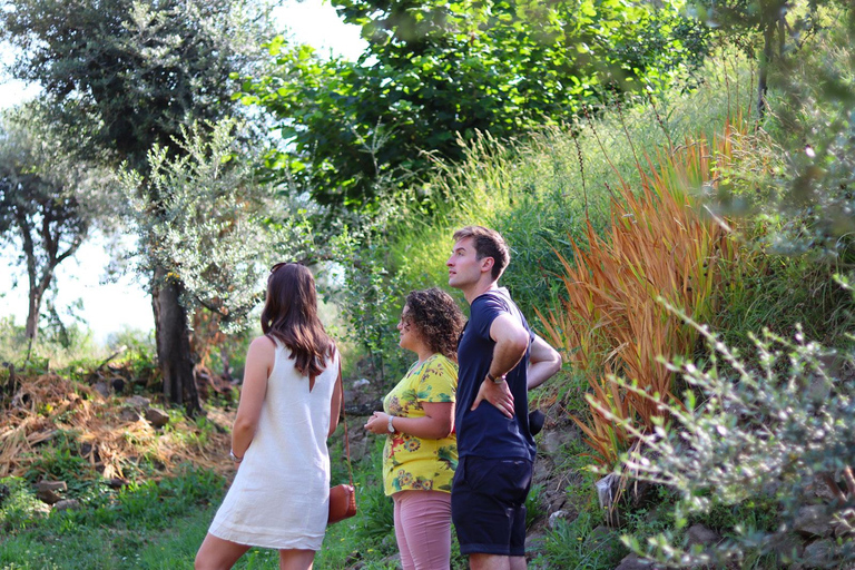 Sorrente : Visite guidée du moulin à huile avec dégustations