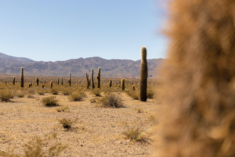 VALLEYS COMBO: CACHI AND CAFAYATE