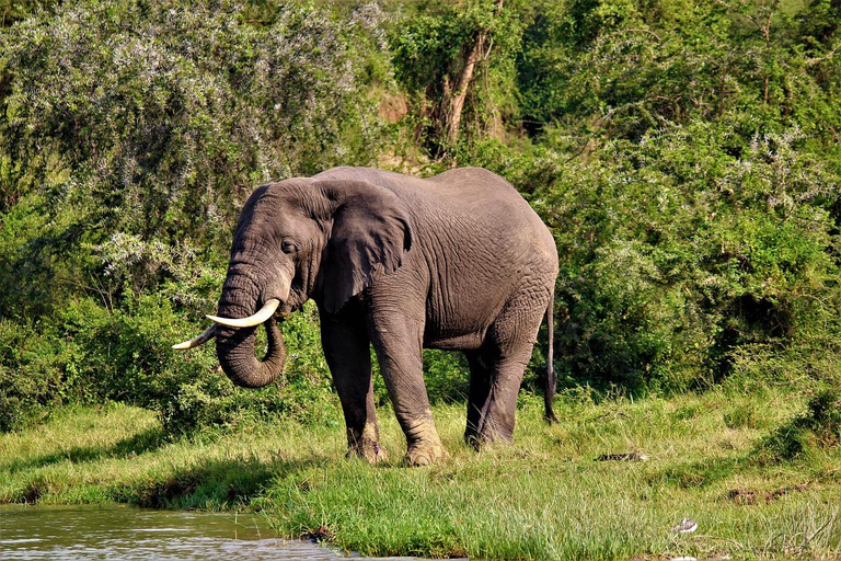 Uganda: 10 dias de safari exclusivo para a vida selvagem