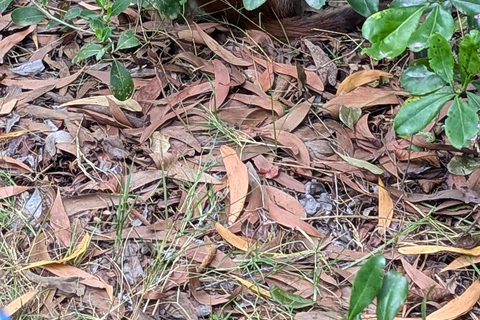 Zanzibar: The Rock, Paje Beach, Jozani Forest & Salaam Cave Prívate tour with No Hotel pick up and drop off.