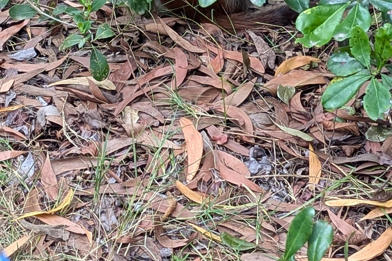 Zanzibar: The Rock, Paje Beach, Jozani Forest & Salaam Cave Prívate tour with No Hotel pick up and drop off.