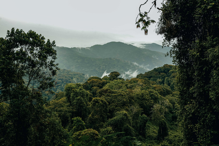 1 Day Nyungwe canopy walkway tour