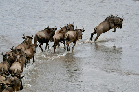 Tanzania: tour di 7 giorni della fauna selvatica e della romantica isola di Zanzibar
