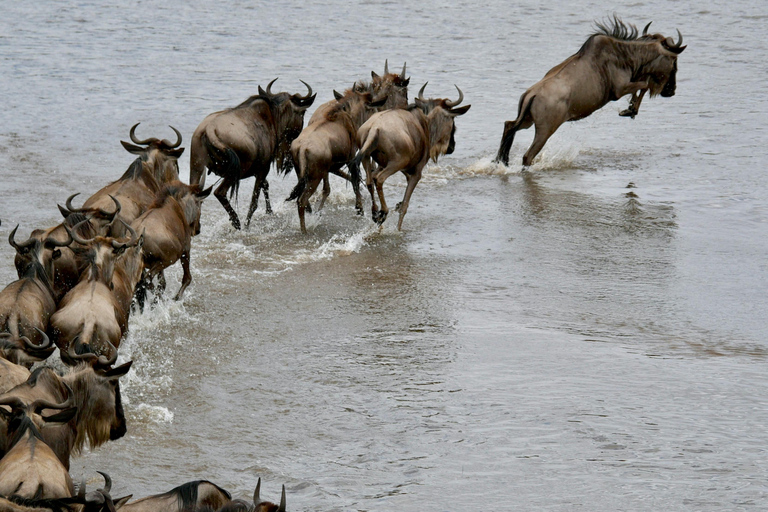 Tanzania: tour di 7 giorni della fauna selvatica e della romantica isola di Zanzibar