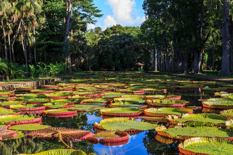 Le Nord exotique : Immersion dans la vie mauricienne...