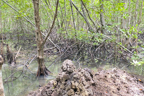 Koh Lanta: excursão de meio dia ao manguezal e ao acampamento de elefantes