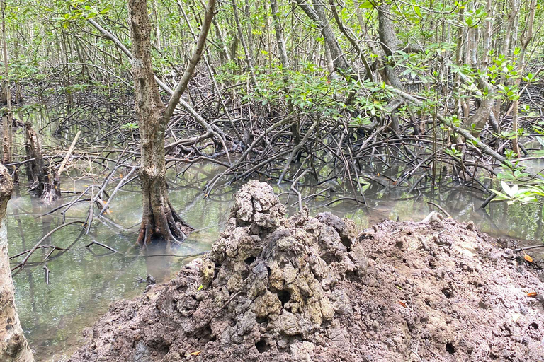 Koh Lanta: excursão de meio dia ao manguezal e ao acampamento de elefantes