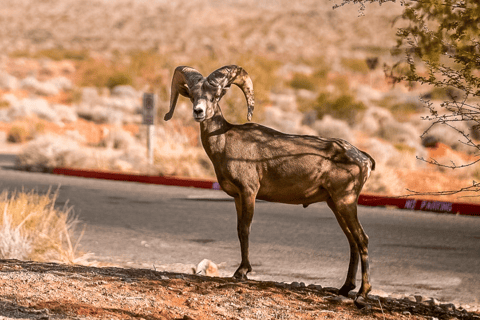 Las Vegas: Hoover Dam, Valley of Fire, Boulder City Day Tour Las Vegas: 6 Hour Small Group Tour Hoover Dam/Valley of Fire