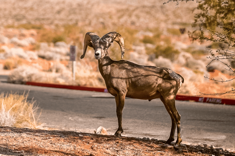 Las Vegas: Hoover Dam, Valley of Fire, Boulder City Day Tour Las Vegas: 6 Hour Small Group Tour Hoover Dam/Valley of Fire