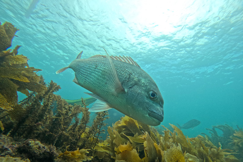 Goat Island Guided Snorkeling Tour for Beginners