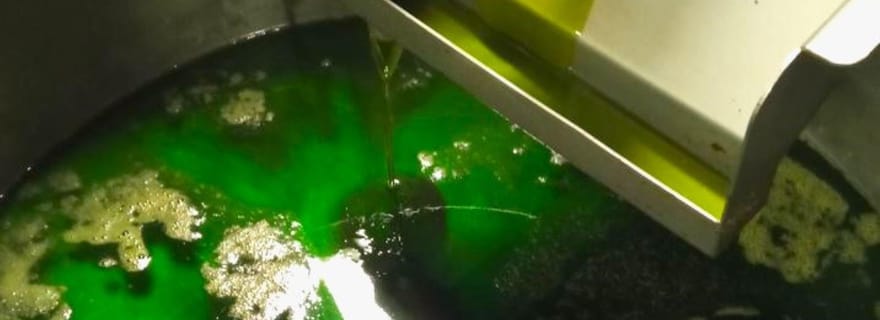 Ascoli Piceno : Dégustation d'huile d'olive avec des produits locaux