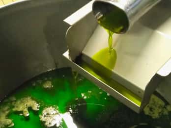 Ascoli Piceno: Olive Oil Tasting with local products