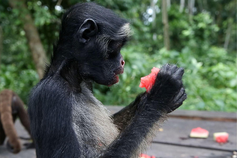 Från Iquitos: Utflykt till Monkey Island |Heldag