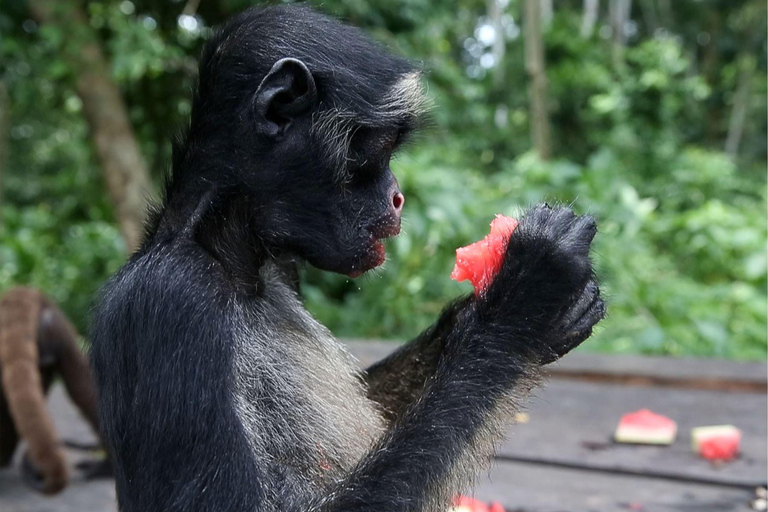 Vanuit Iquitos: Excursie naar het Apeneiland | Hele dag