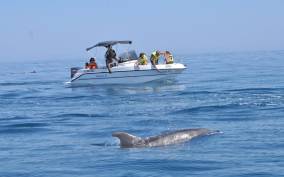 Guided Dolphin Watching and Secluded Beach Boat Tours