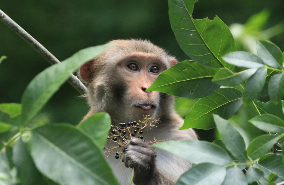 Silver Springs Manatee Kayaking Tour | GetYourGuide