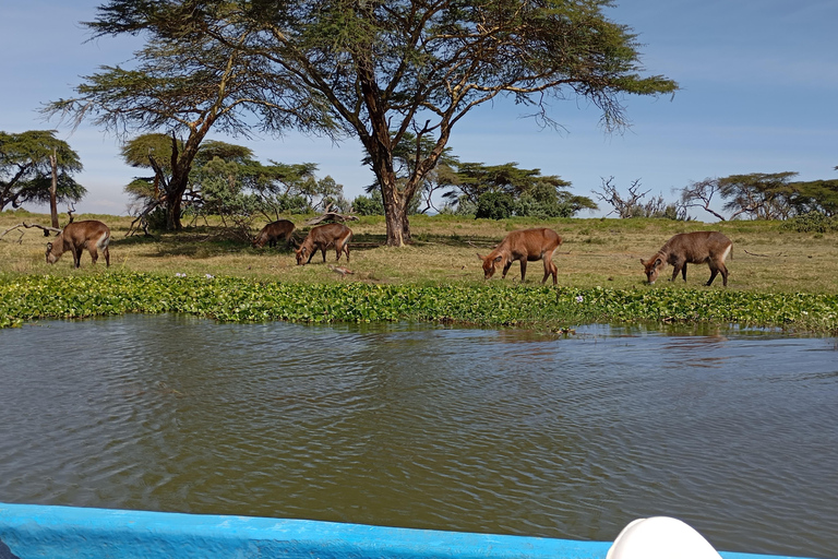 "Lake Naivasha Day Trip & Scenic Boat Ride Adventure"