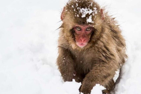 طوكيو جولة خاصة ليوم واحد في حديقة القرود الثلجية ومعبد زينكوجيجولة قرد الثلج ومعبد زينكوجي في سيا