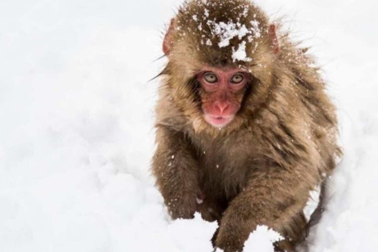 طوكيو جولة خاصة ليوم واحد في حديقة القرود الثلجية ومعبد زينكوجيجولة قرد الثلج ومعبد زينكوجي في سيا