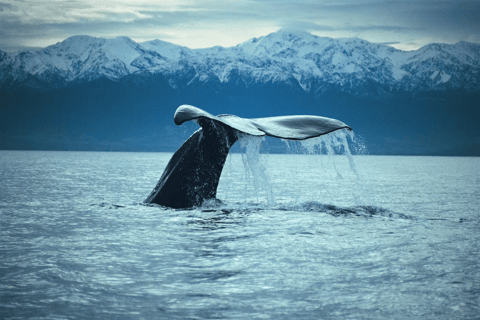 Christchurch: Kaikoura Whale Watching Day Tour - Image 2