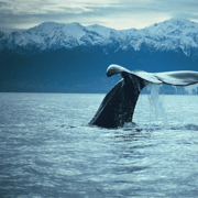 Christchurch: Kaikoura Whale Watching Day Tour