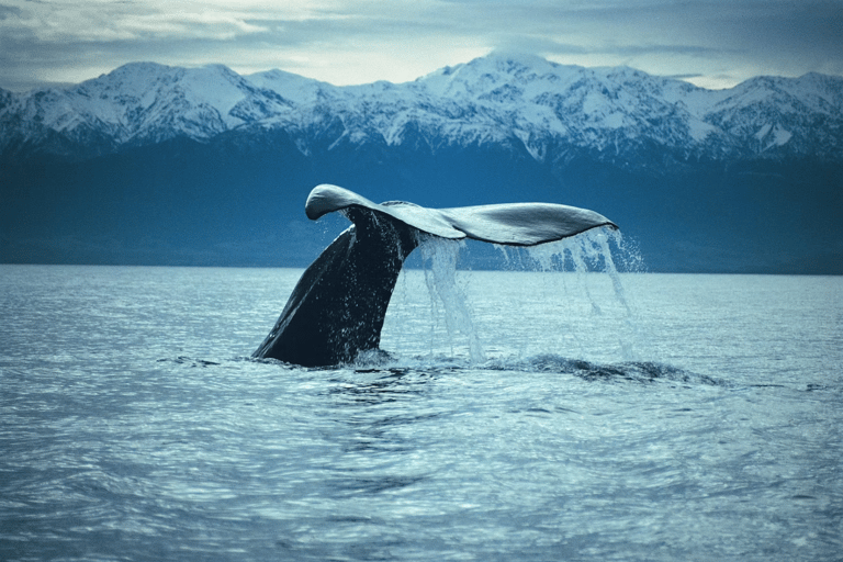 Christchurch: Kaikoura Whale Watching Day Tour