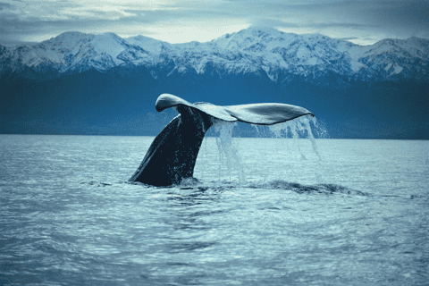 Christchurch: Kaikoura Whale Watching Day Tour - Image 3