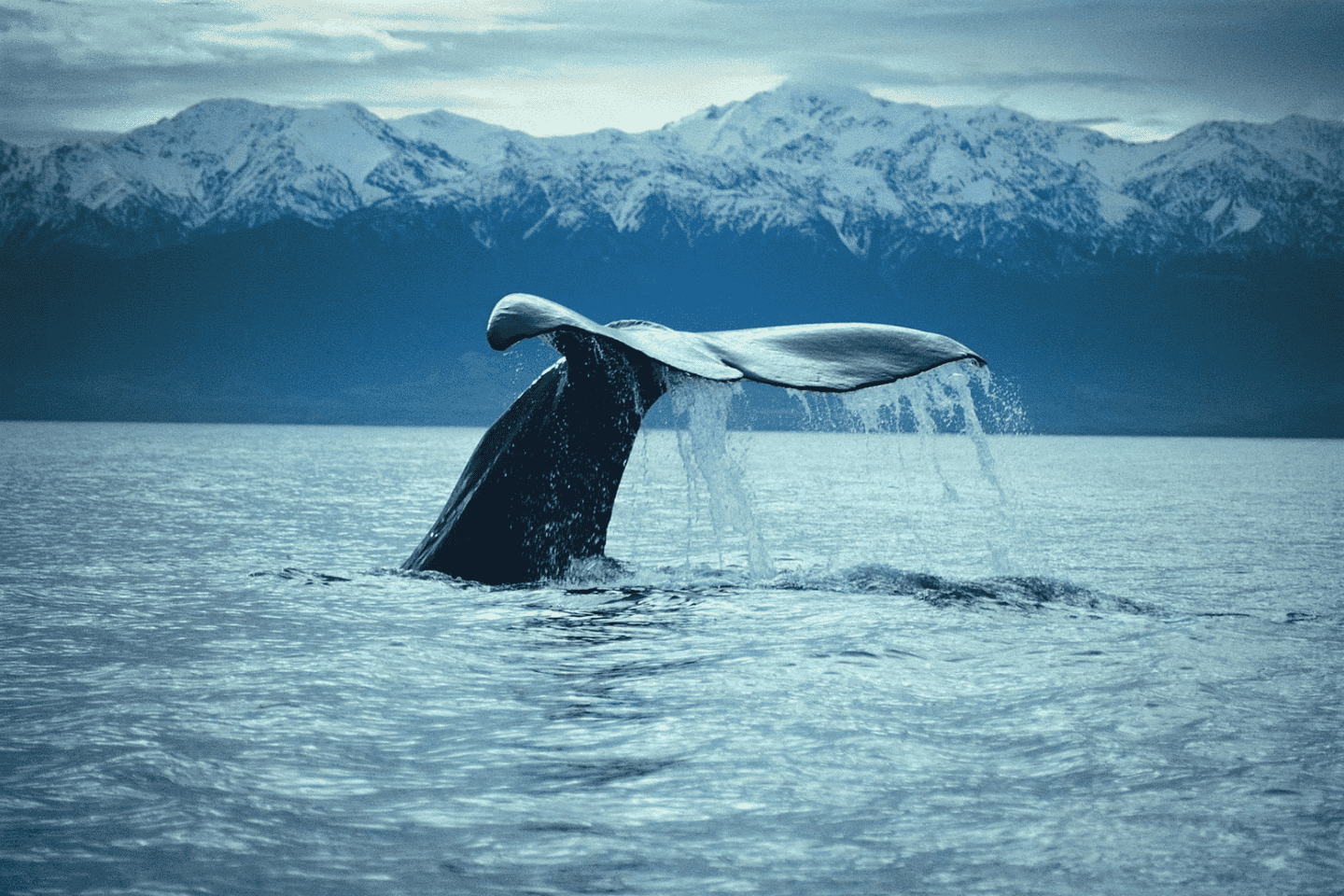 Christchurch: Kaikoura Whale Watching Day Tour - Christchurch: Kaikoura Whale Watching Day Tour