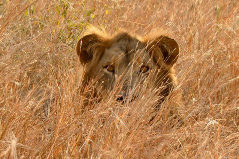 恩德培/坎帕拉：默奇森瀑布和齐瓦犀牛两日游