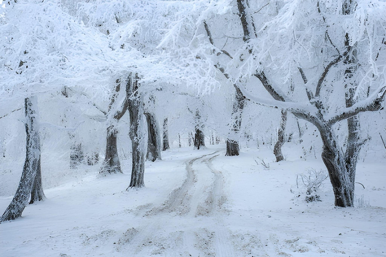 Tbilisi: Sabaduri Forest Siono Lake and Jvari Monastery